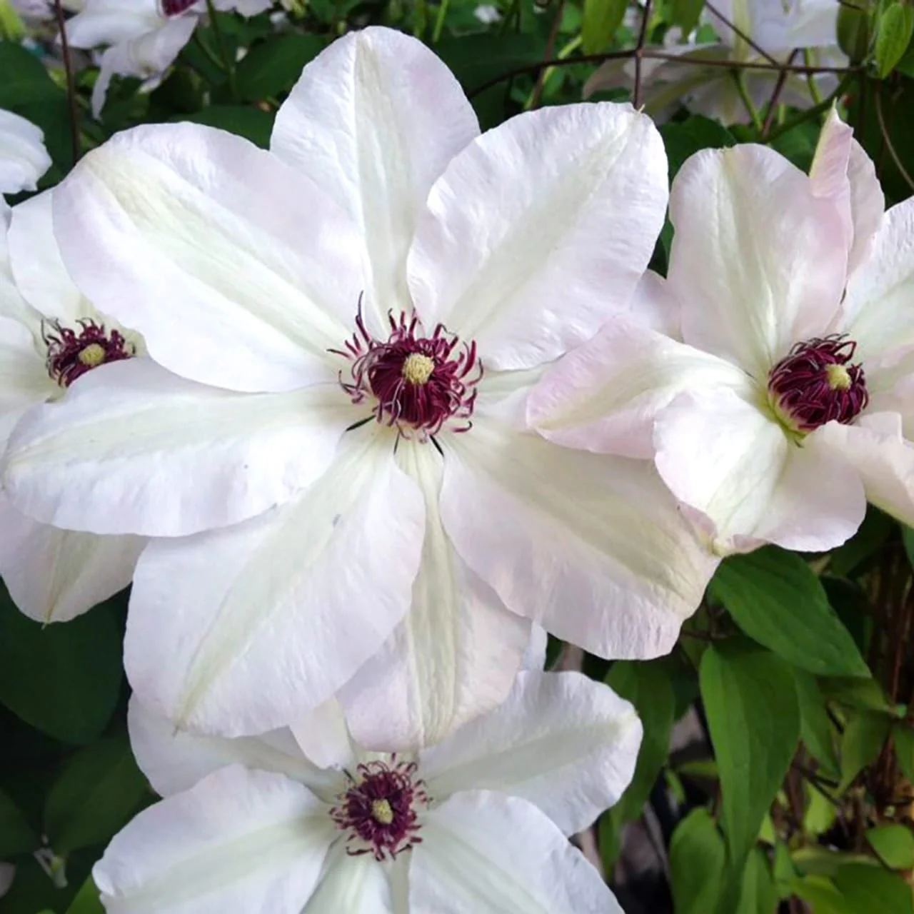 Clematis 'Miss Bateman’ – clematite cu flori mari (Early Large-flowered Group)
