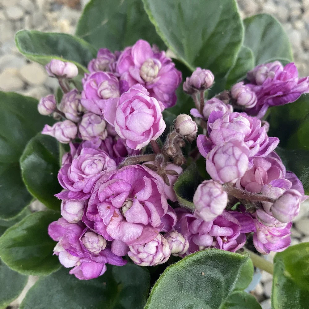 Saintpaulia Rosanne Britt – flori duble