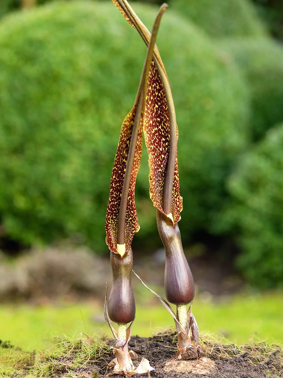 Sauromatum Venosum 'Voodoo Lily’