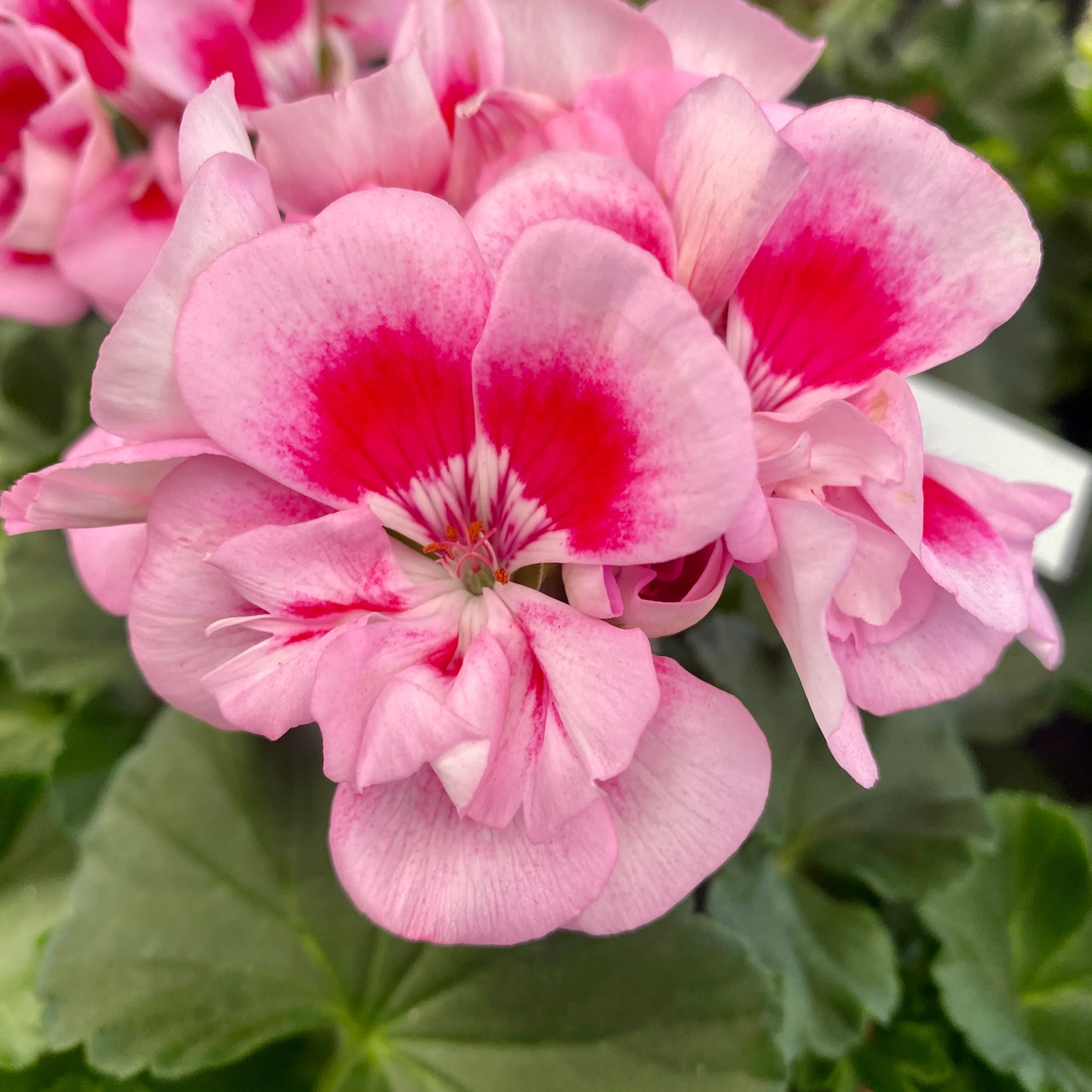 Muscate zonale – Pelargonium (Zonale Grp) Toscana Sil Linus