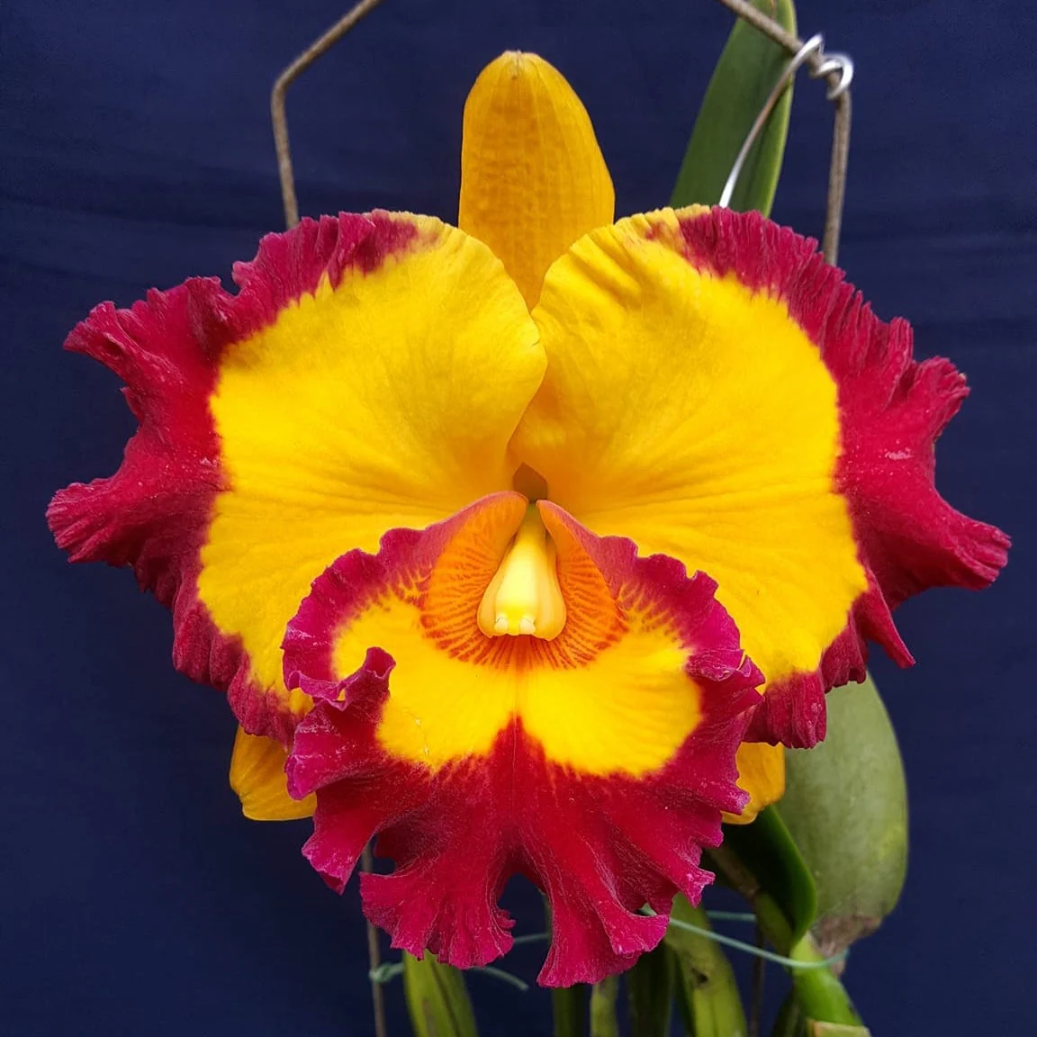 Rlc. Village Chief Rose parfumata