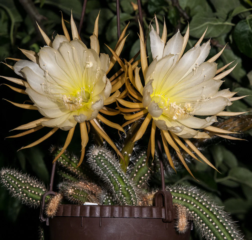 Selenicereus Validus XL