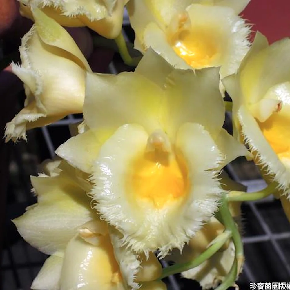 Clowesetum Wyche’s Bumble Bee 'Jumbo Orchids’ BM/JOGA