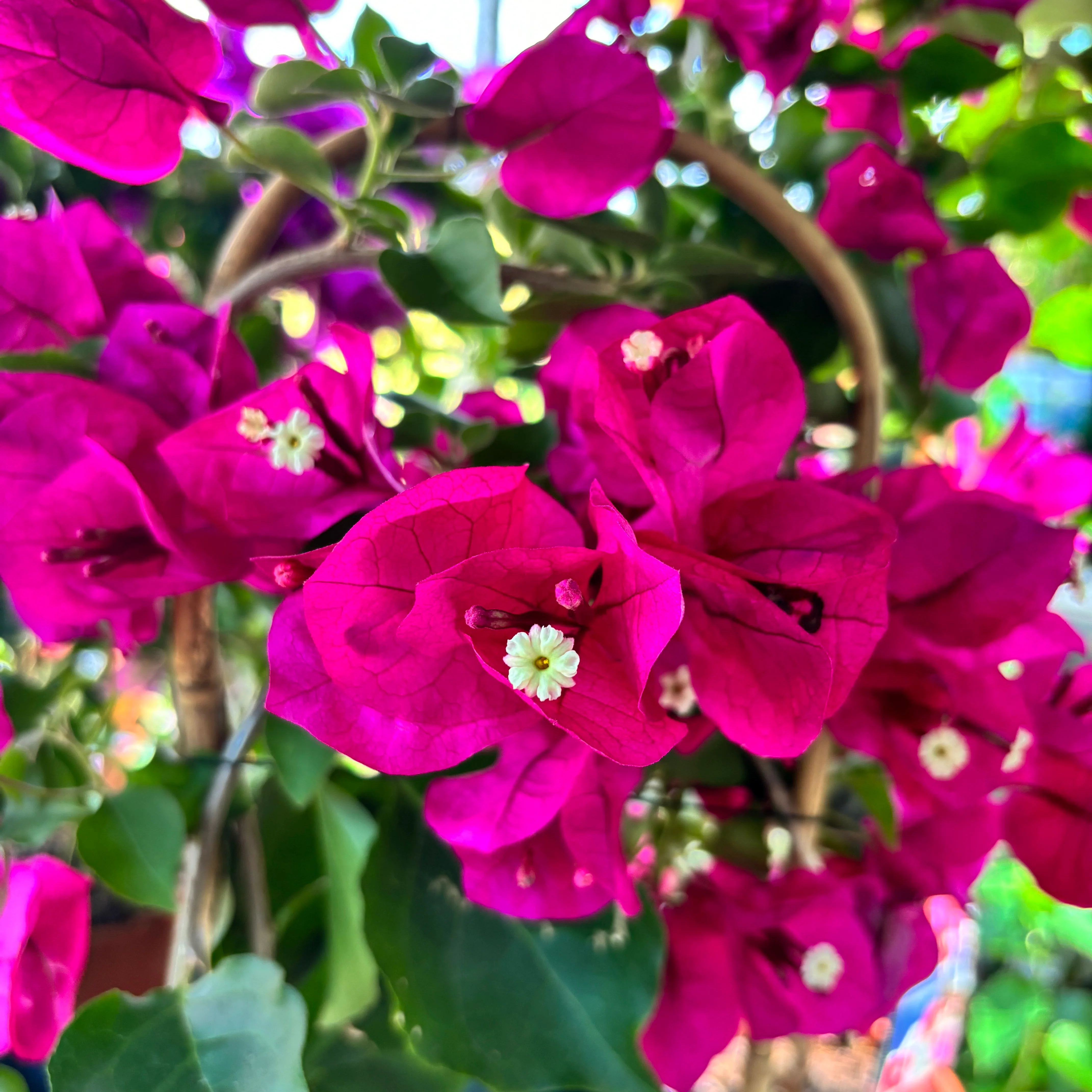Bougainvillea – Floarea de hartie ciclam