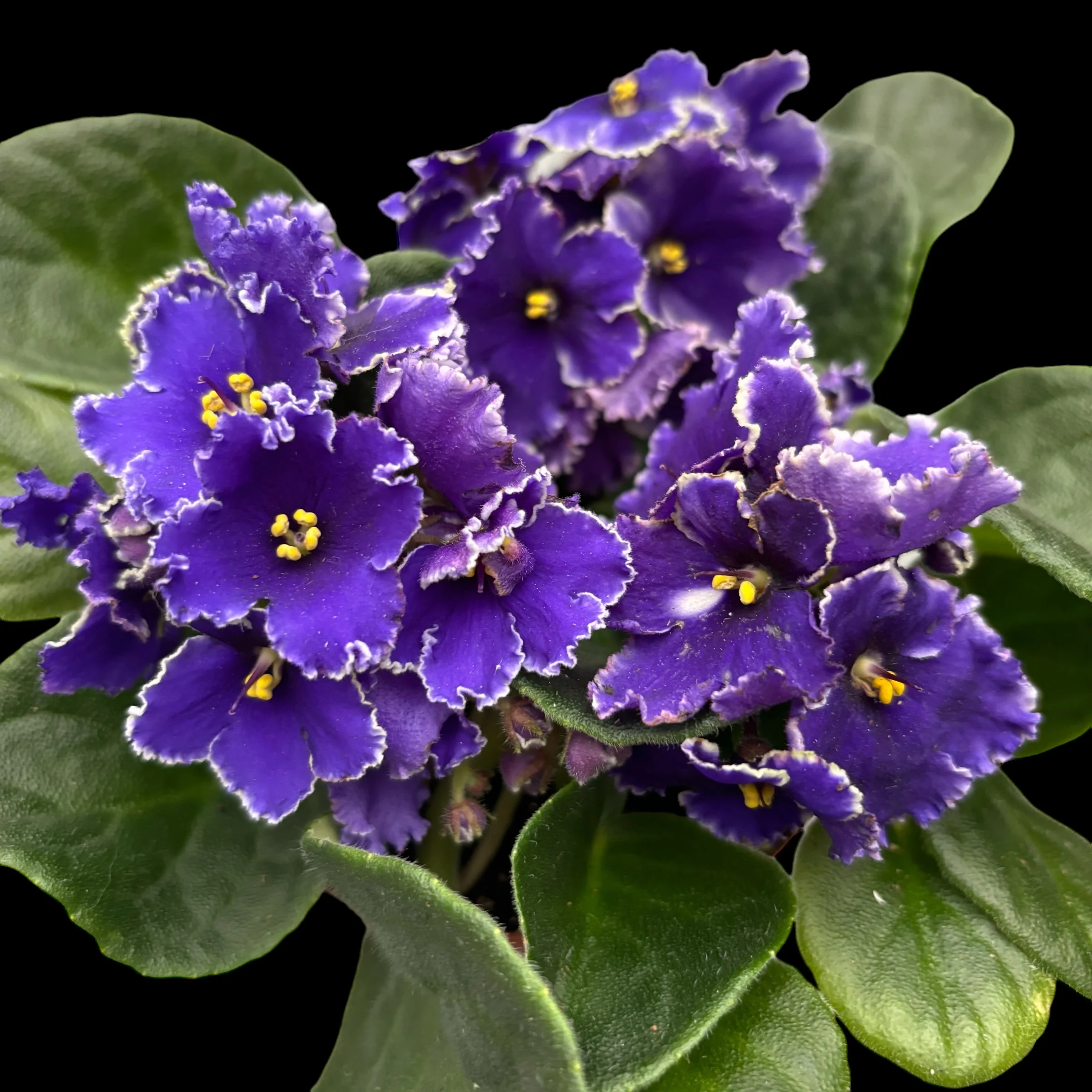 Saintpaulia Hawaii – violete crete