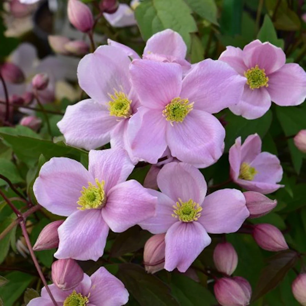 Clematis montana 'Mayleen’ – clematita romantica cu flori roz pal si parfum dulce (vanilie)
