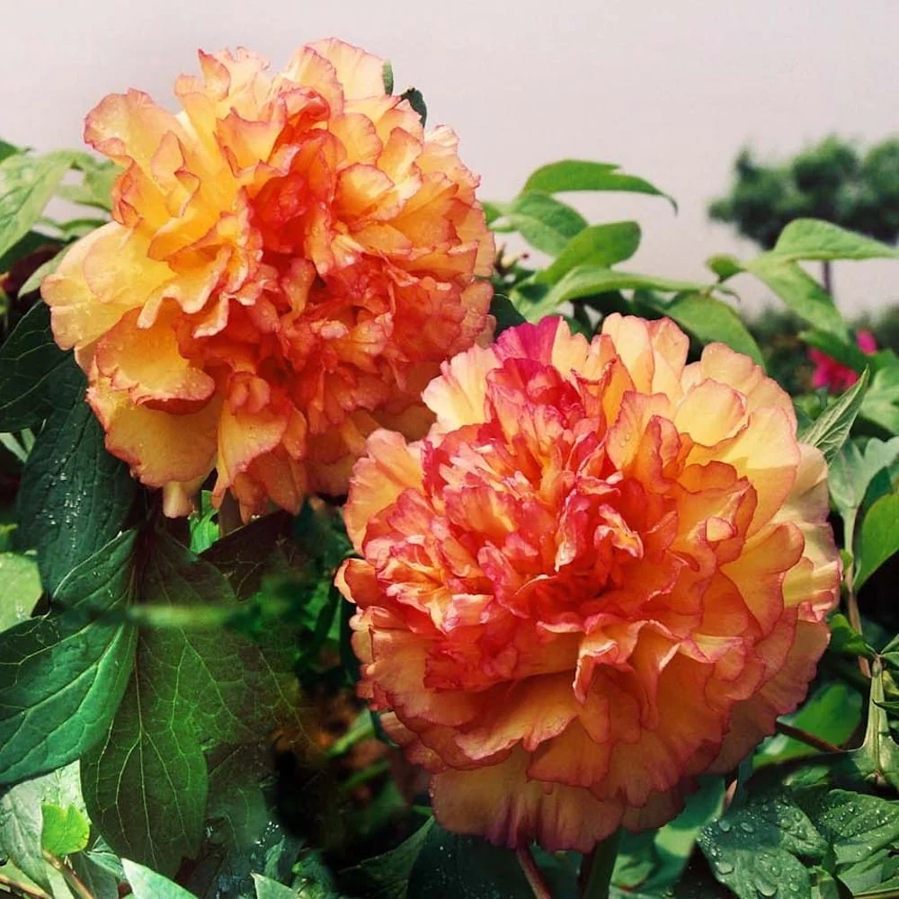Paeonia suffruticosa 'Jin GE’ – bujor arbustiv cu duble bicolore
