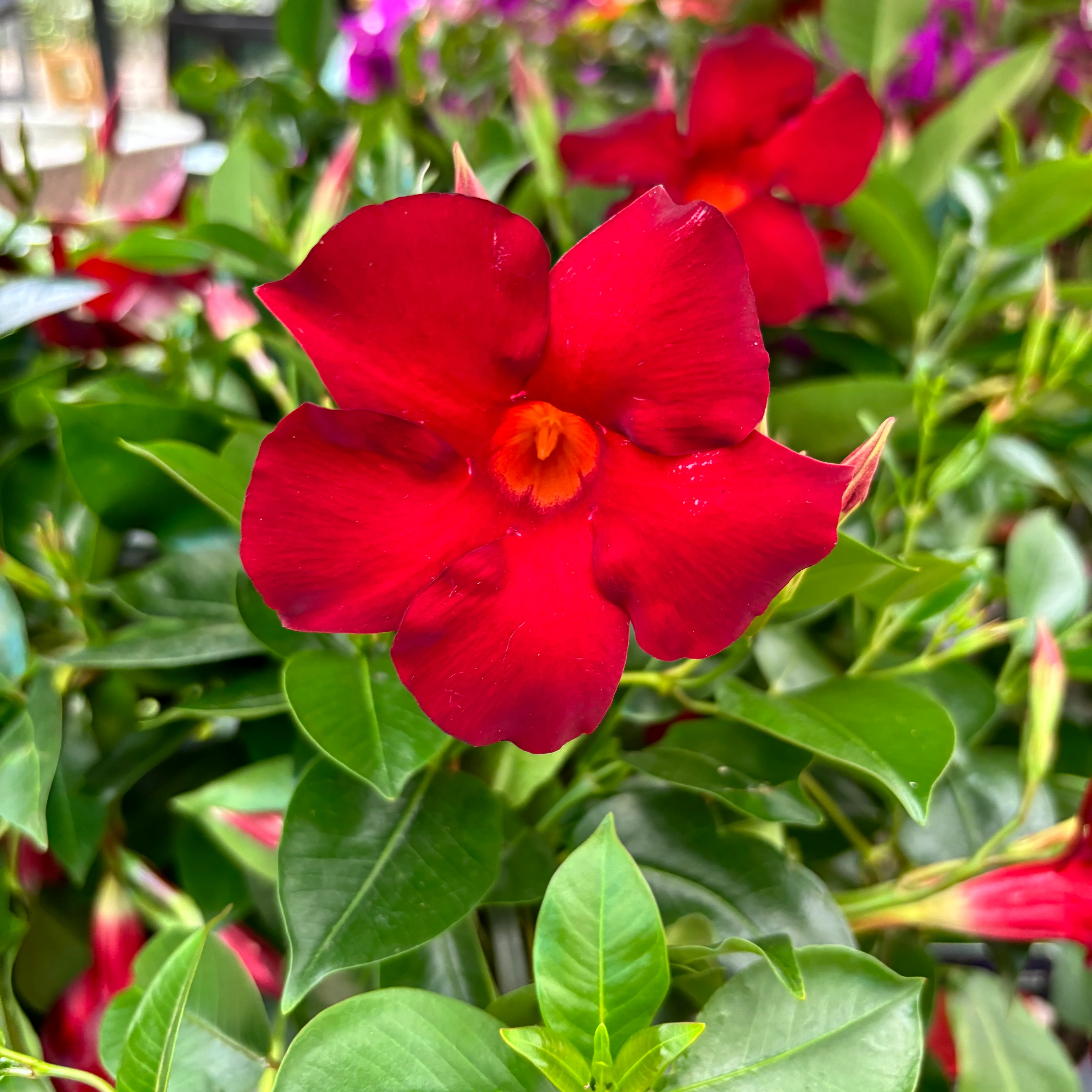 Mandevilla Sundaville Pretty Red – Dipladenia (flori parfumate)