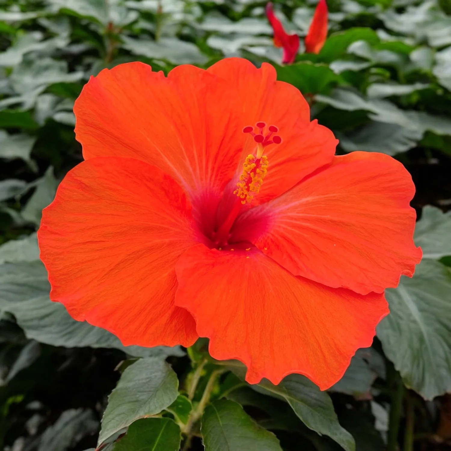 Hibiscus Hera – flori XL (2 plante/ghiveci)