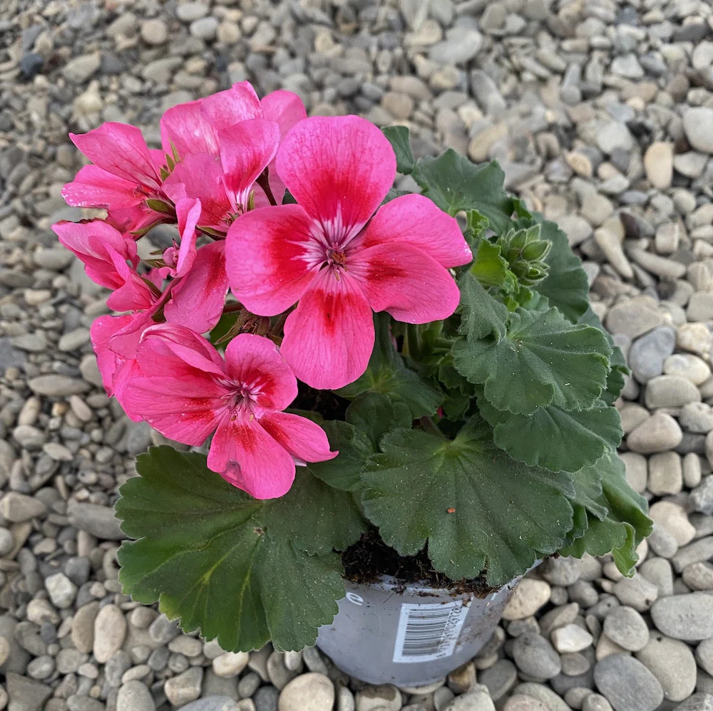 Muscate ciclam – Pelargonium Zonale Toscana Sil Klaas