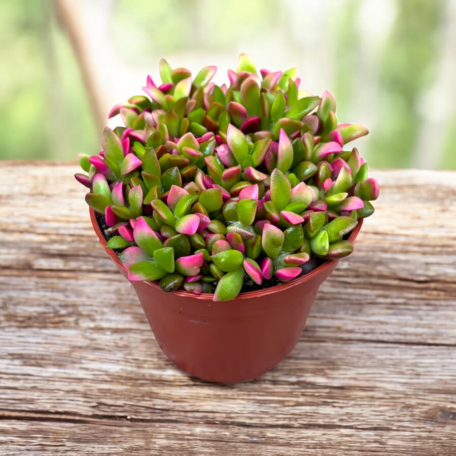 Anacampseros rufescens 'Sunrise’ – suculenta compacta cu frunzis multicolor