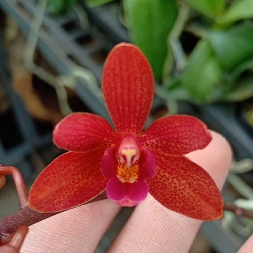Renanthopsis taiwan purple gem (Ren. bella × Ph. Purple Gem)