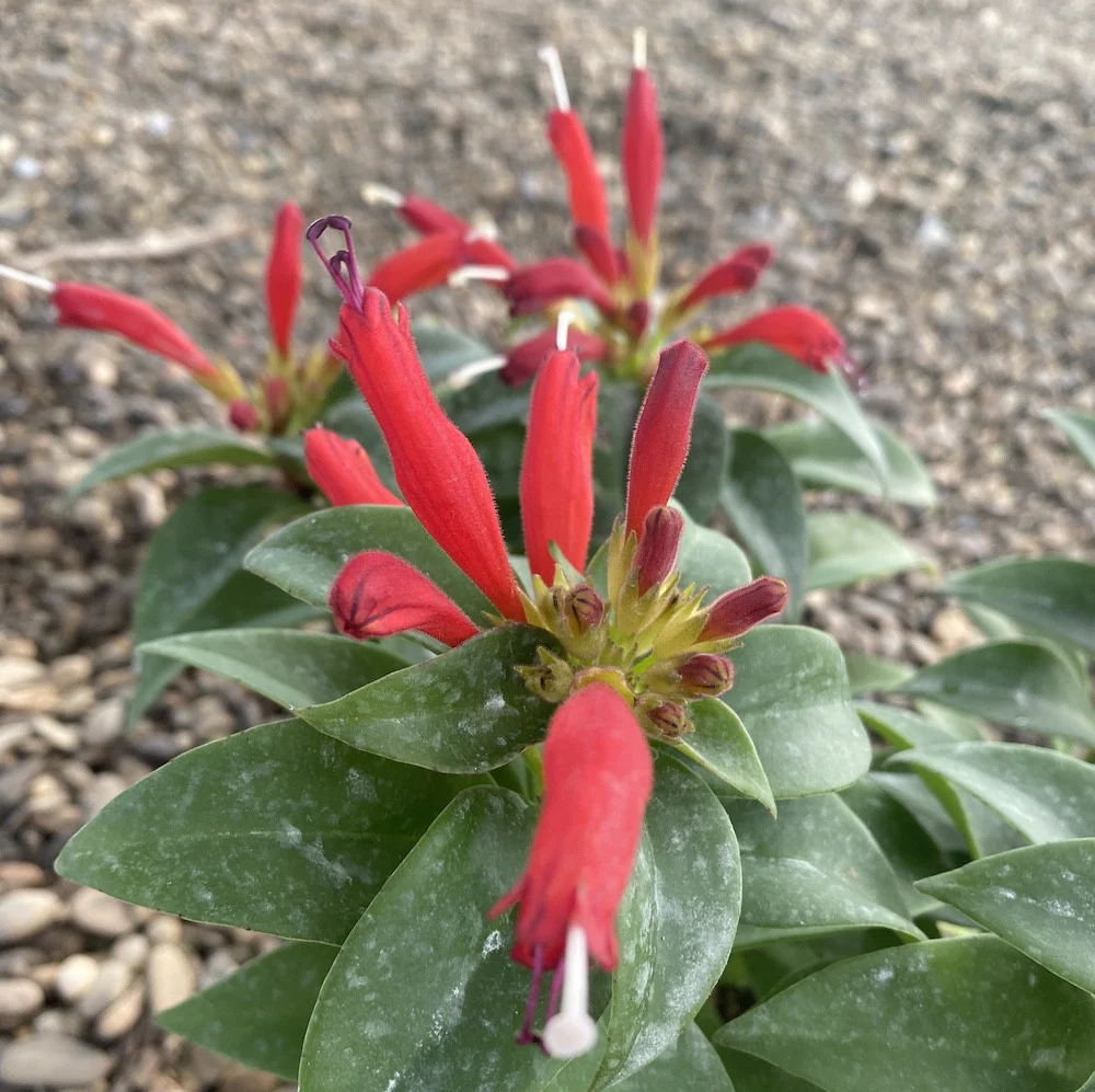 Aeschynanthus Robijn – Lipstick plant
