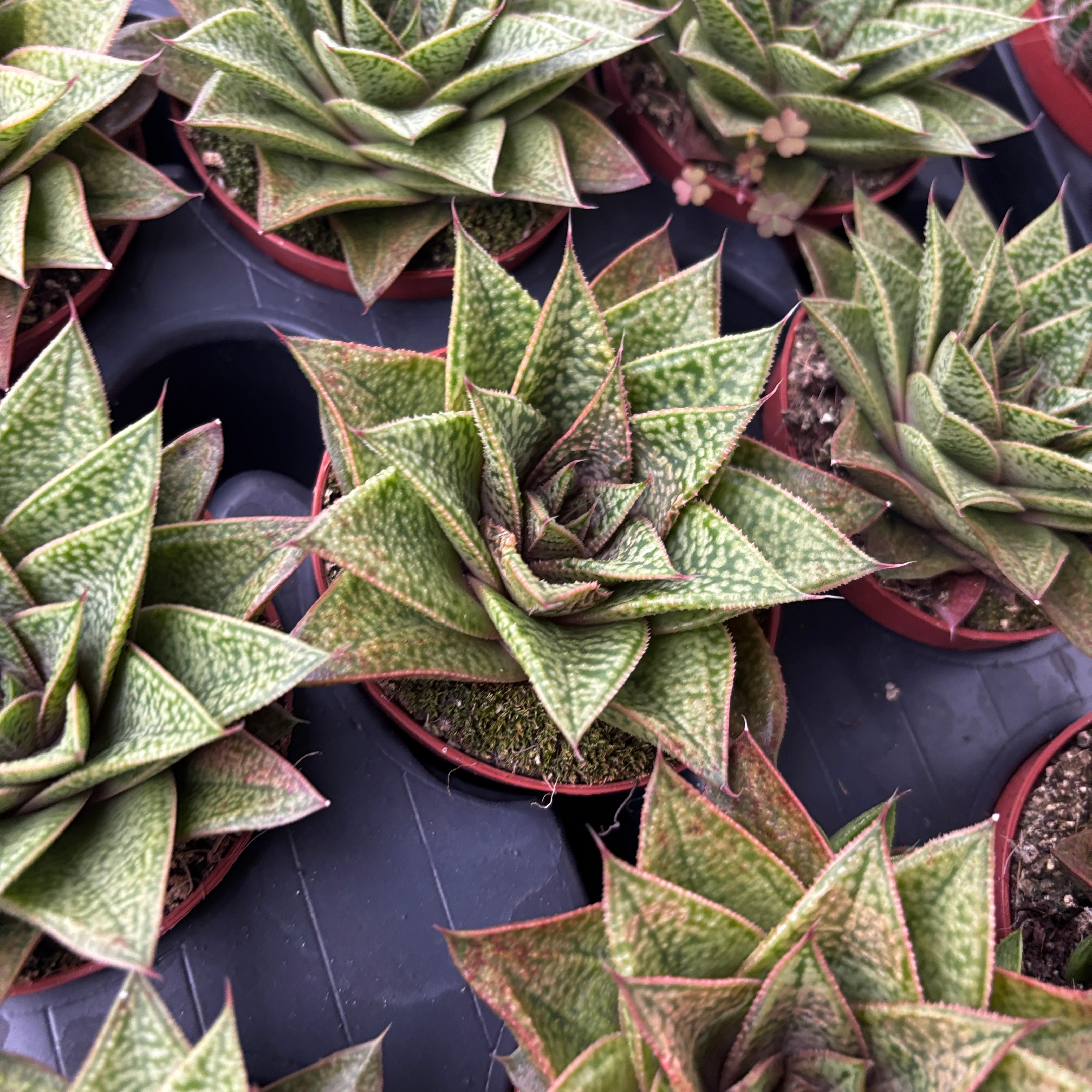 Gasteria ‘D Tiga’ – suculenta compacta cu rozeta perfecta