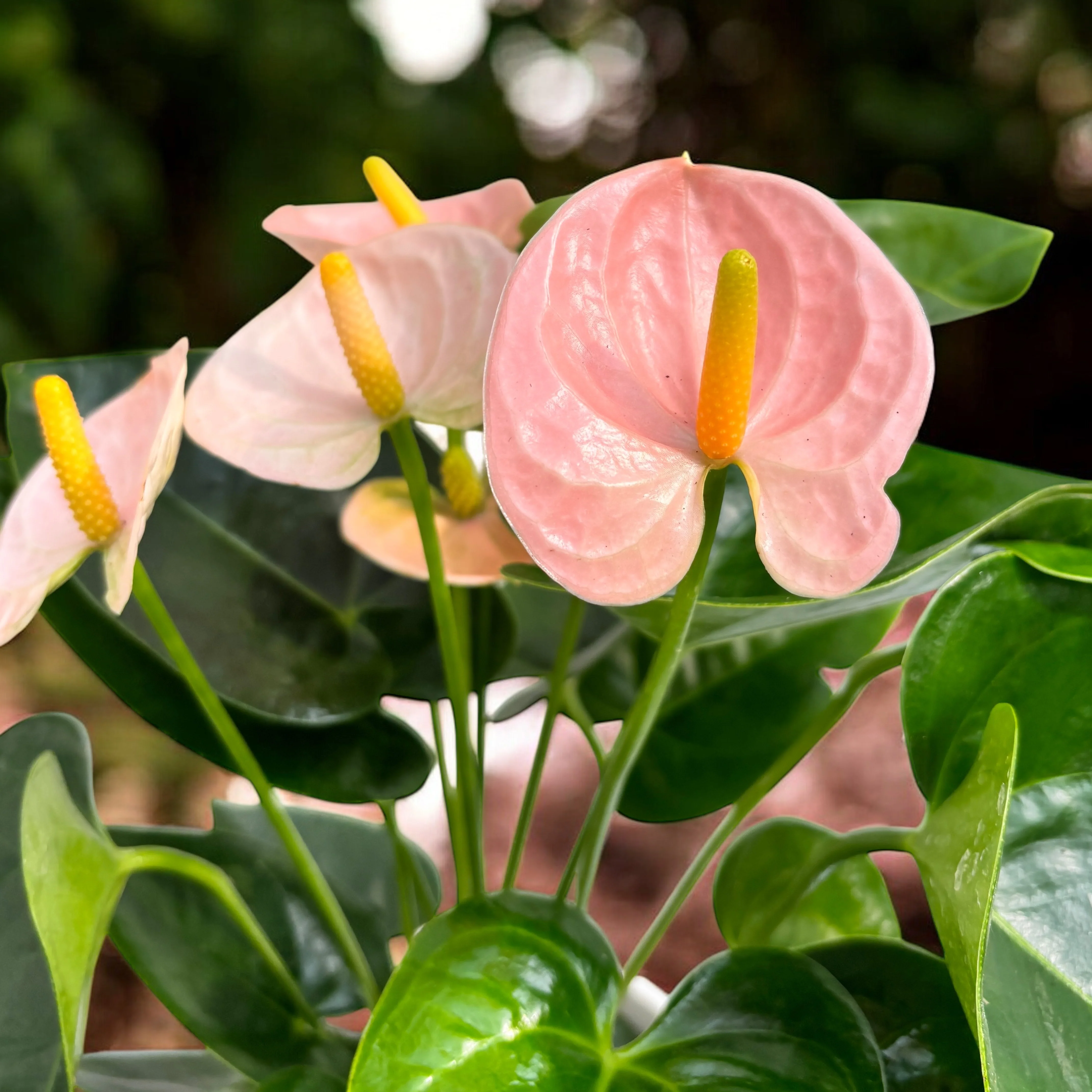Anthurium ‘Spirit’ – eleganta tropicala in tonuri de roz pastel