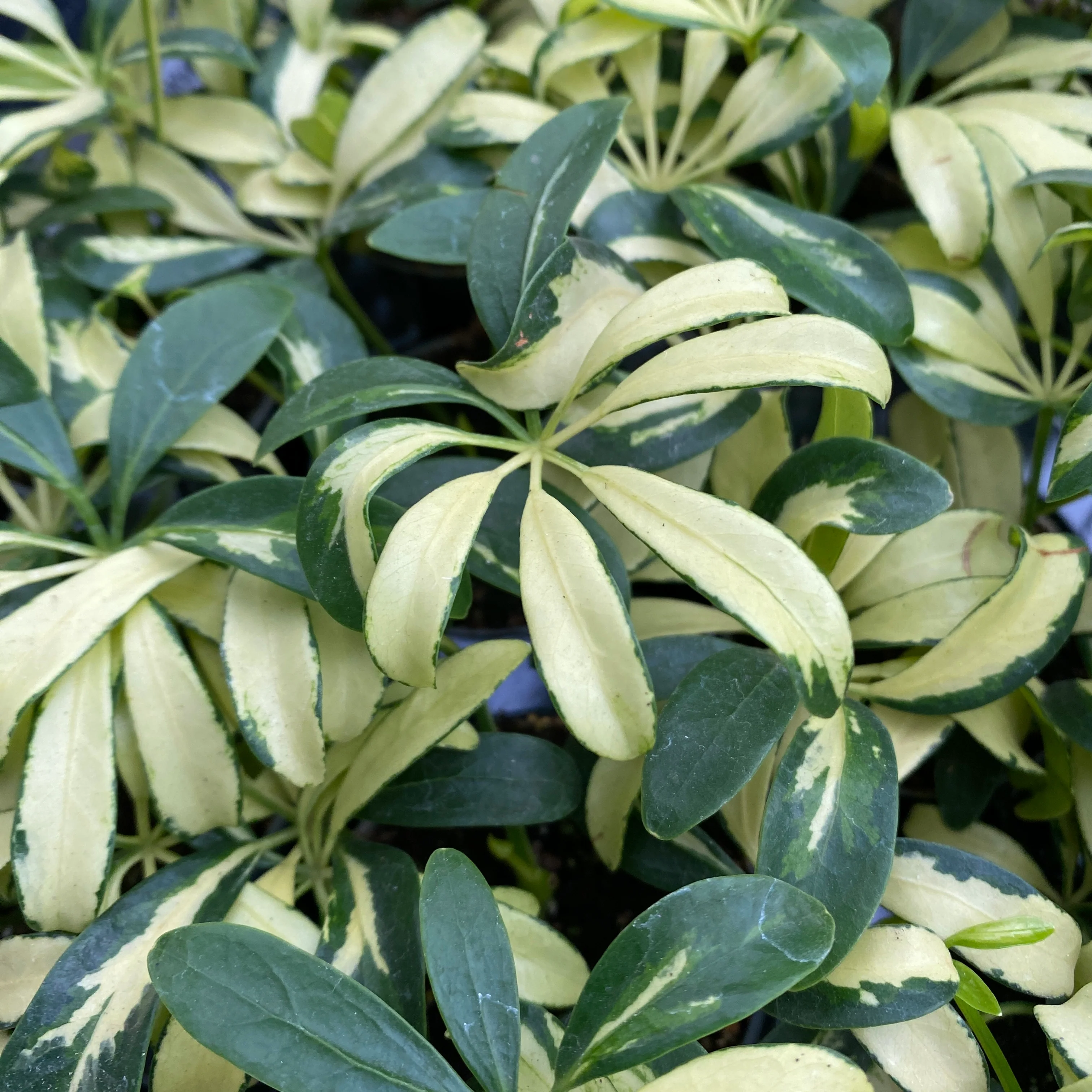Schefflera 'Madame De Smet’ (babyplant)