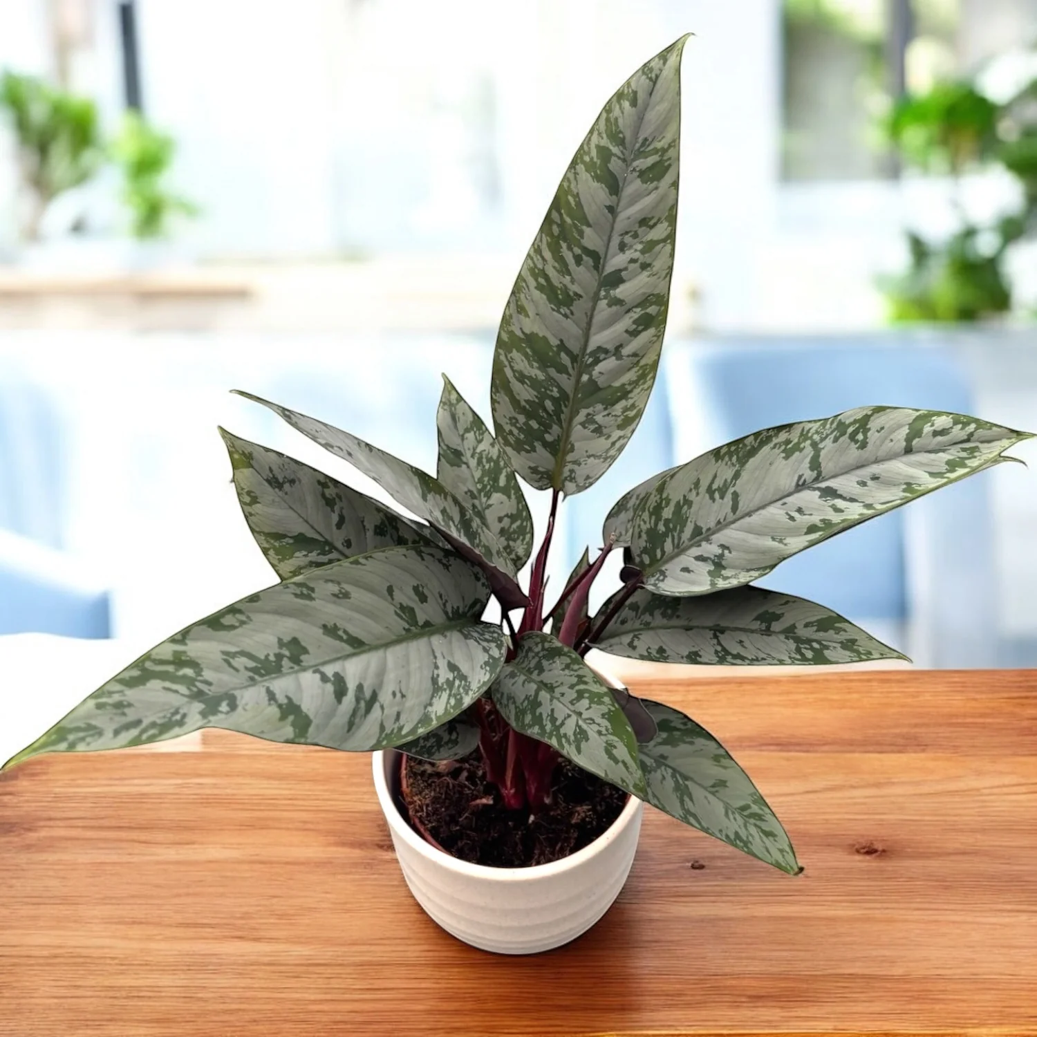 Apoballis acuminatissima 'Red Sword” – frunzis tropical spectaculos