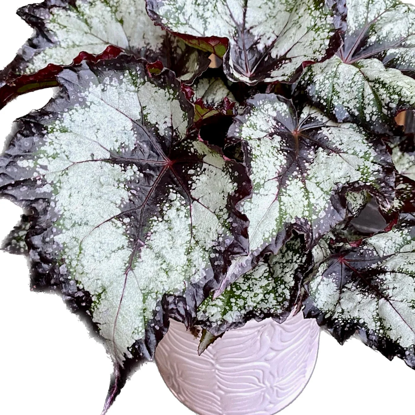 Begonia 'Green Valley’