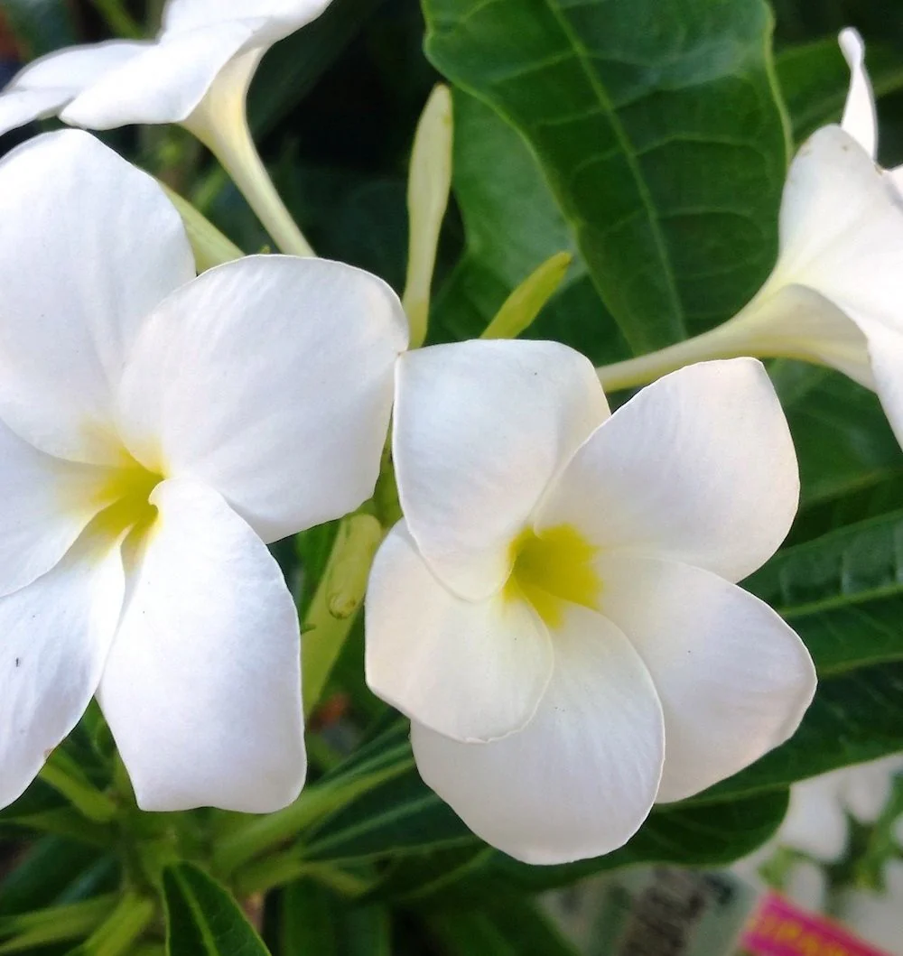 Plumeria Pudica Lanna White