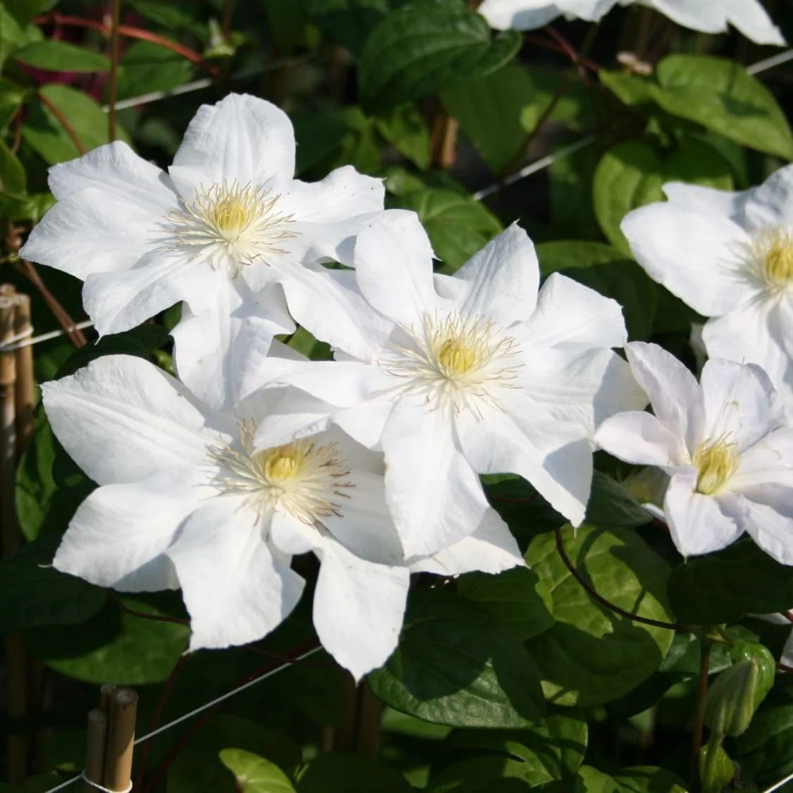 Clematis 'Madame Le Coultre’ – clematite cu flori XL (Late Large-flowered Group)
