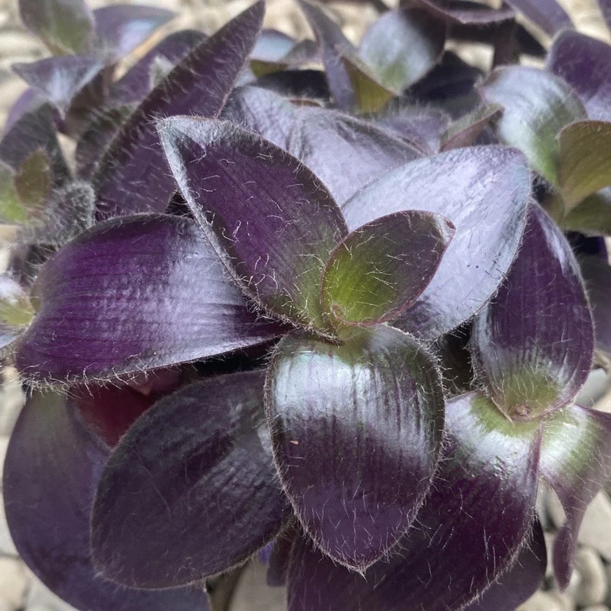 Tradescantia pallida ‘Purpurea’ (Purple Heart)