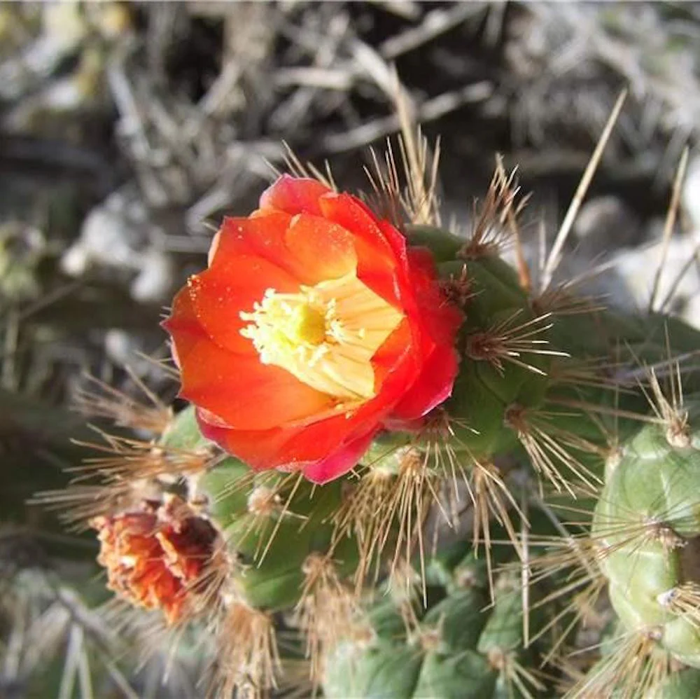Opuntia subulata – cactusul peruvian cu ramuri sculpturale