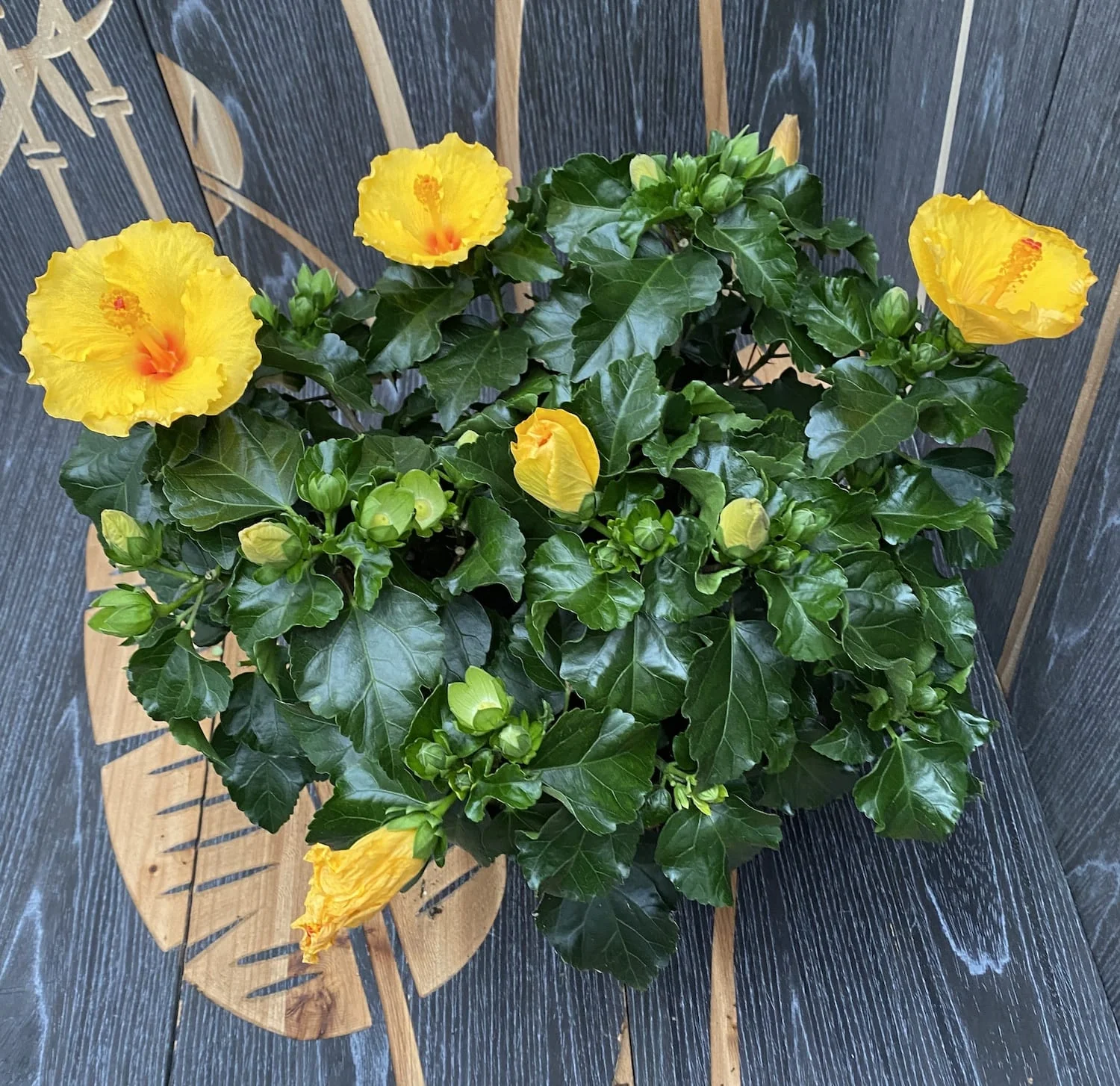 Hibiscus Aura Yellow XXL – 4 plante/ghiveci