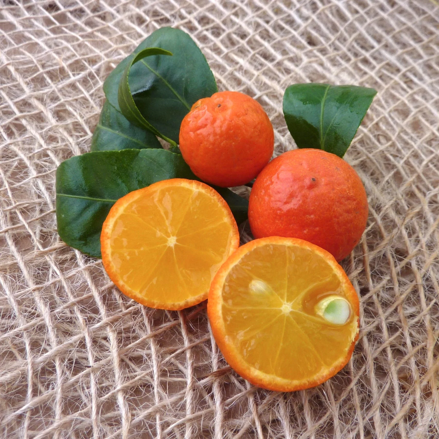 Citrus Rangpur Lime (Lime Leila – Citrina)