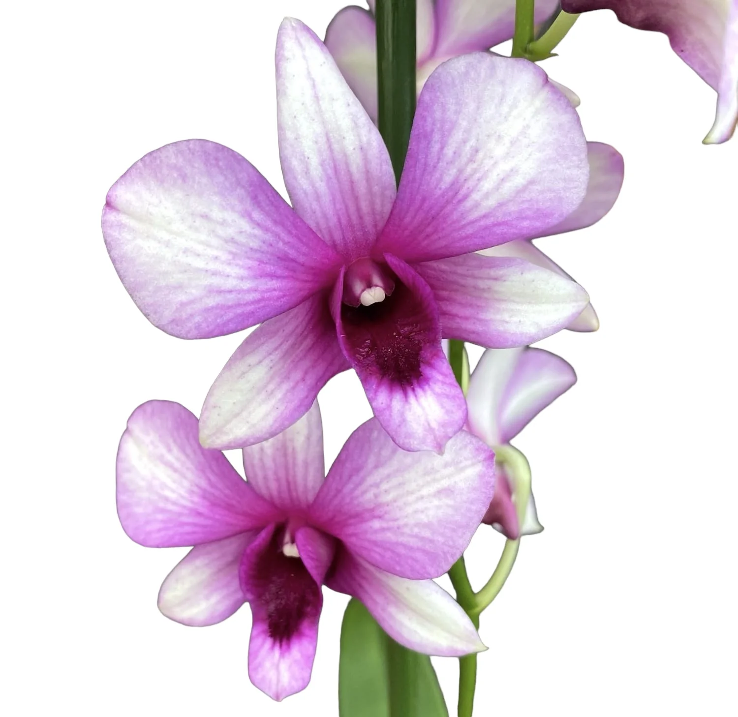 Dendrobium Phalaenopsis Polar Fire