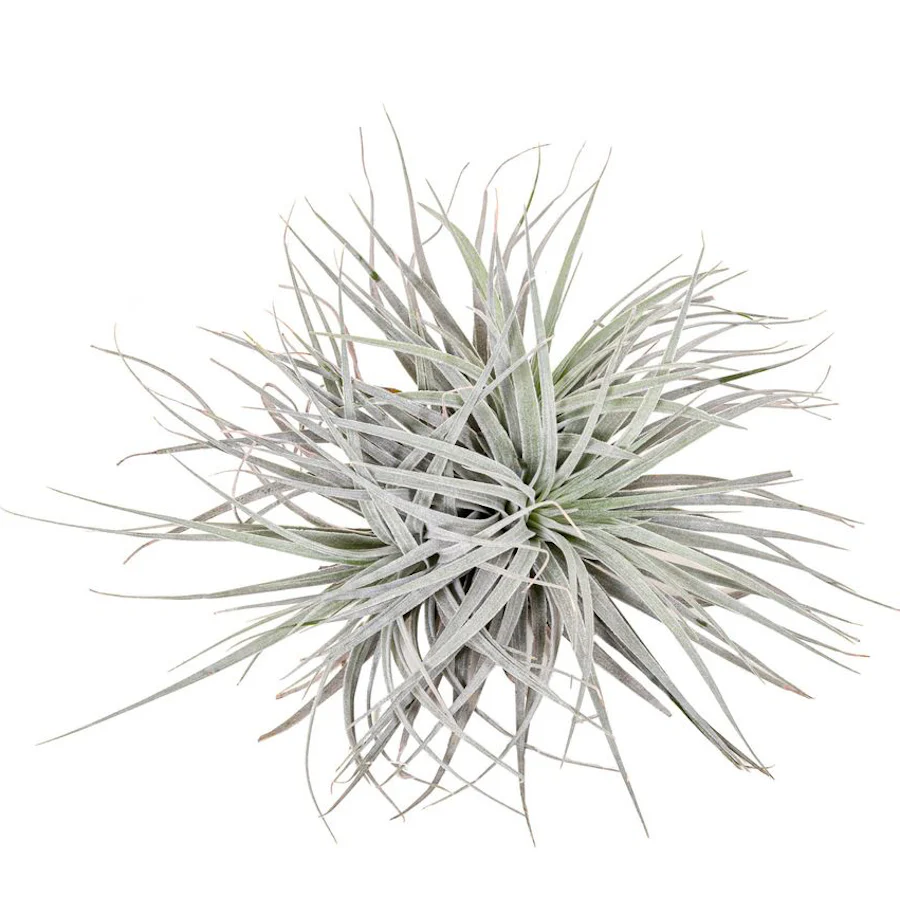 Tillandsia Super Silver 'clumps’ 3p