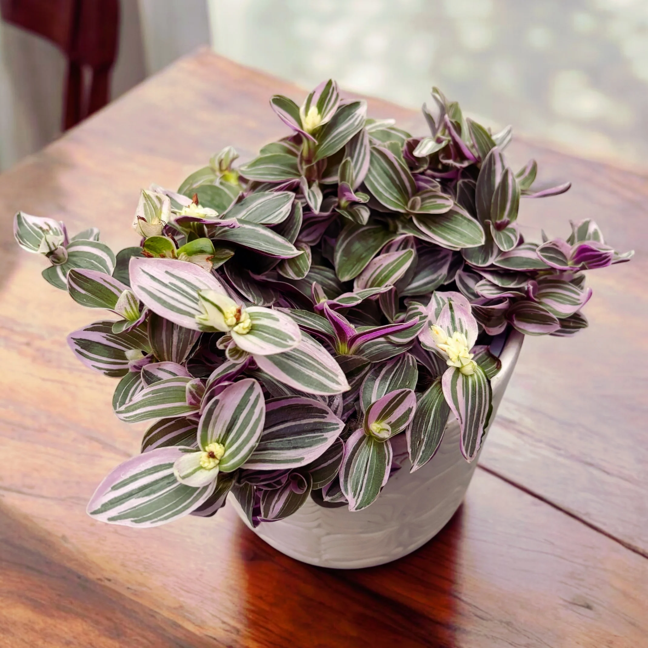 Tradescantia cerinthoides 'Sweetness’