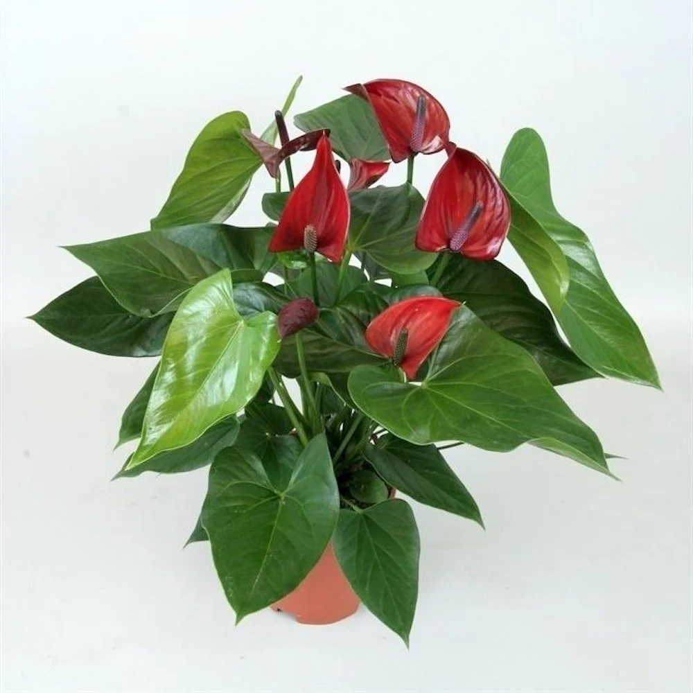 Anthurium grena Thunderbird – Floarea Flamingo