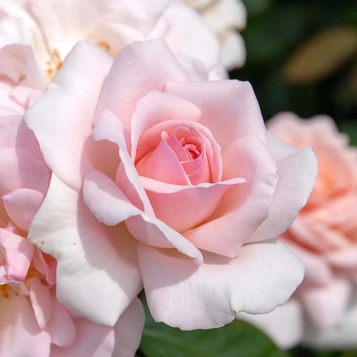 Rosa 'A Whiter Shade of Pale’® – Trandafir teahibrid, puternic parfumat (Parfum de Nature collection)