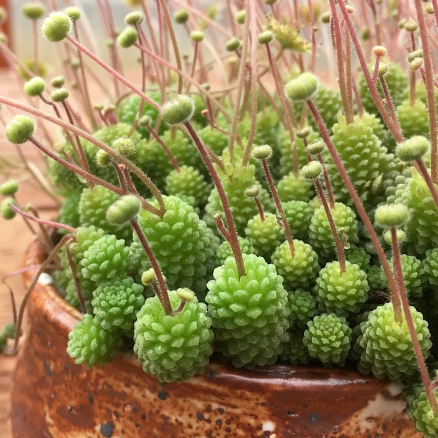 Monanthes polyphylla
