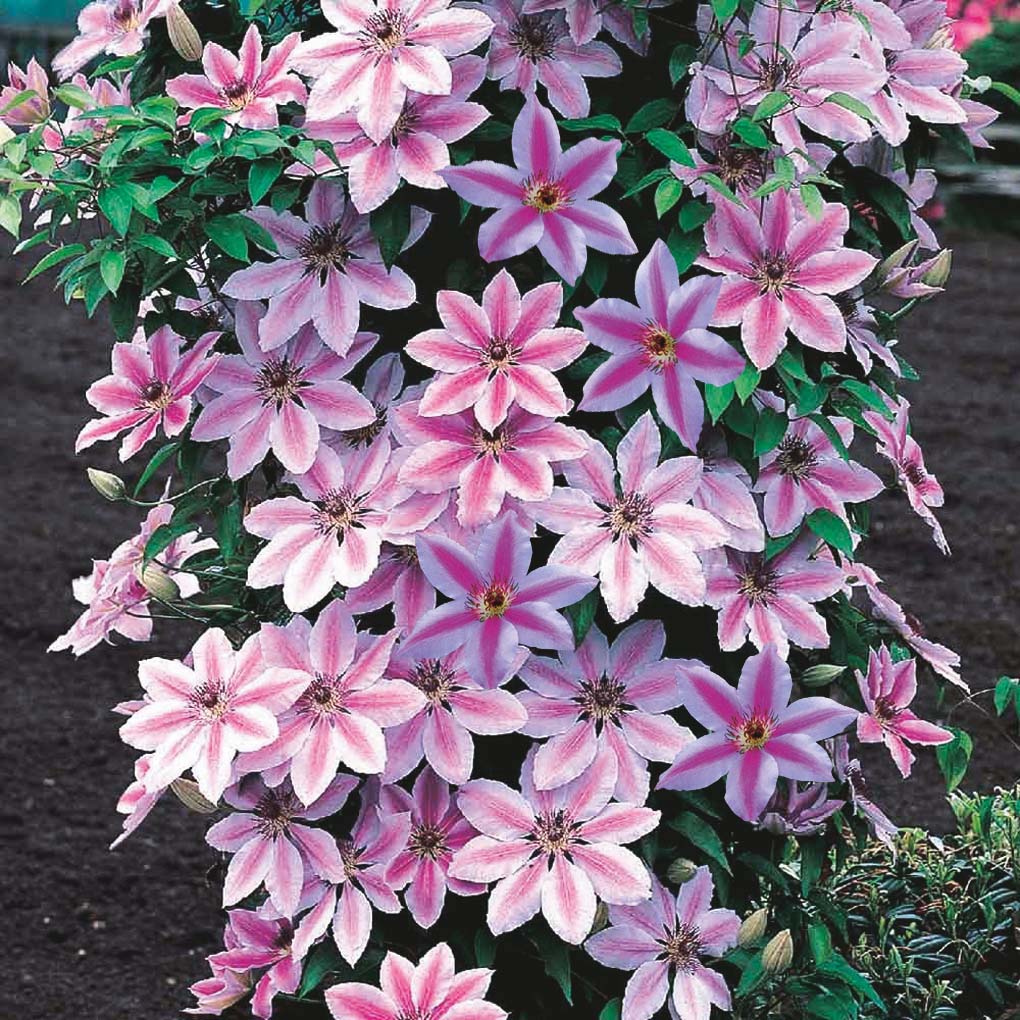 Clematis 'Nelly Moser’ – clematite cu flori foarte mari (Early Large-flowered Group)