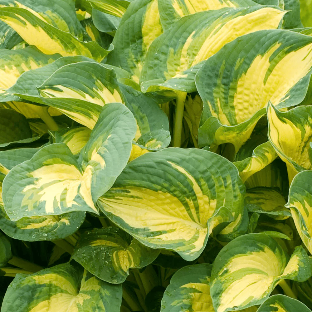 Hosta 'Great Expectations’ (Plantain Lily 'Great Expectations’) – crin de toamna