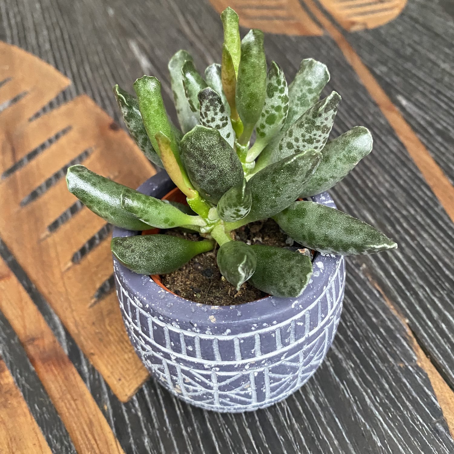 Adromischus cooperi 'Festivus’ D6