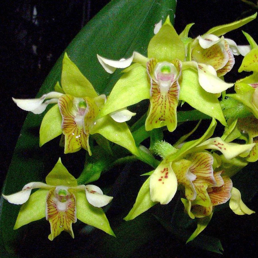 Dendrobium macrophyllum * flori parfumate