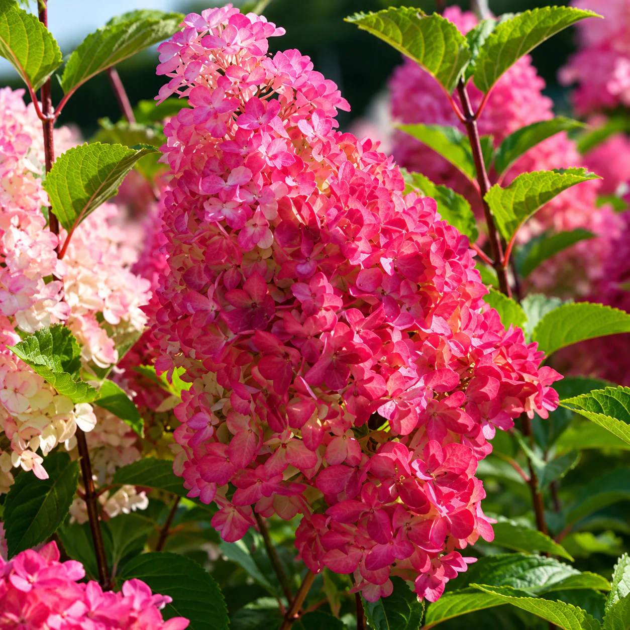 Hortensie arbustiva – Hydrangea paniculata 'Petite Lantern’®