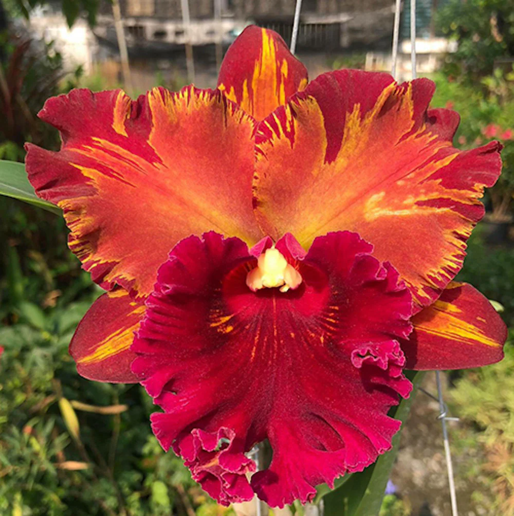 Rlc. Hey Song 'Flame dance’