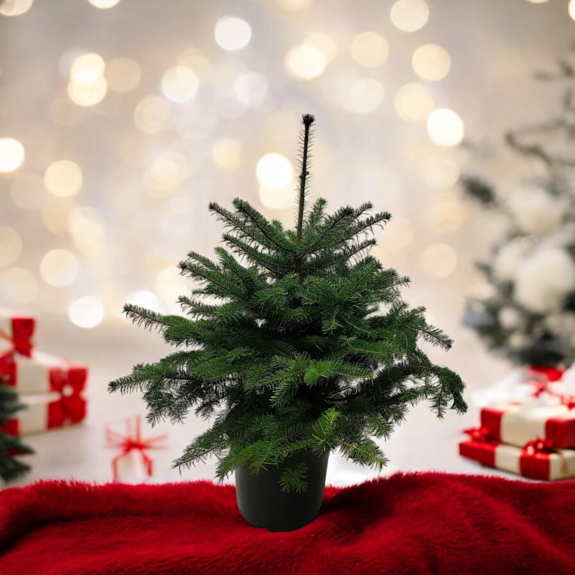 Brad nobil – Abies nordmanniana
