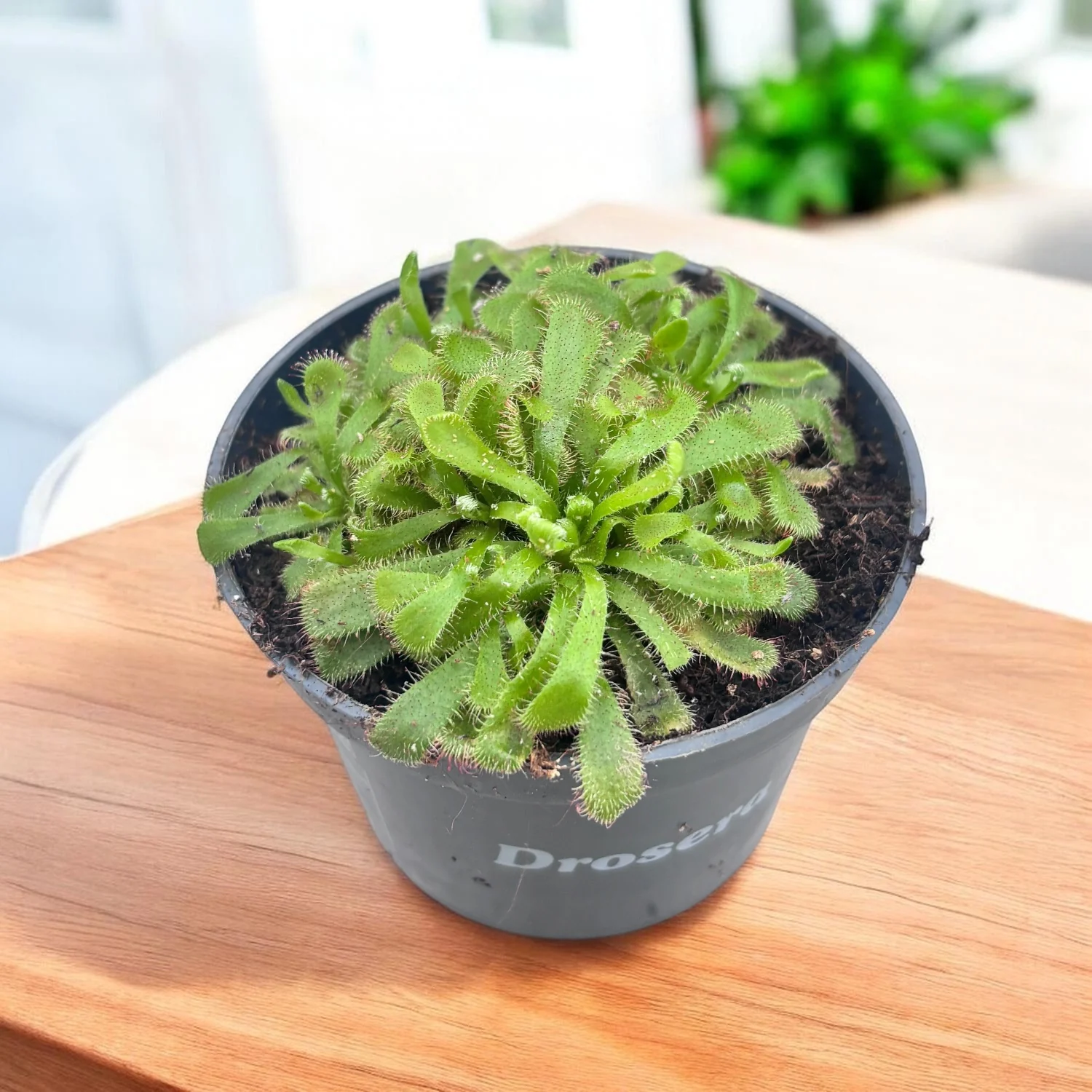 Drosera Aliciae (Roua cerului)