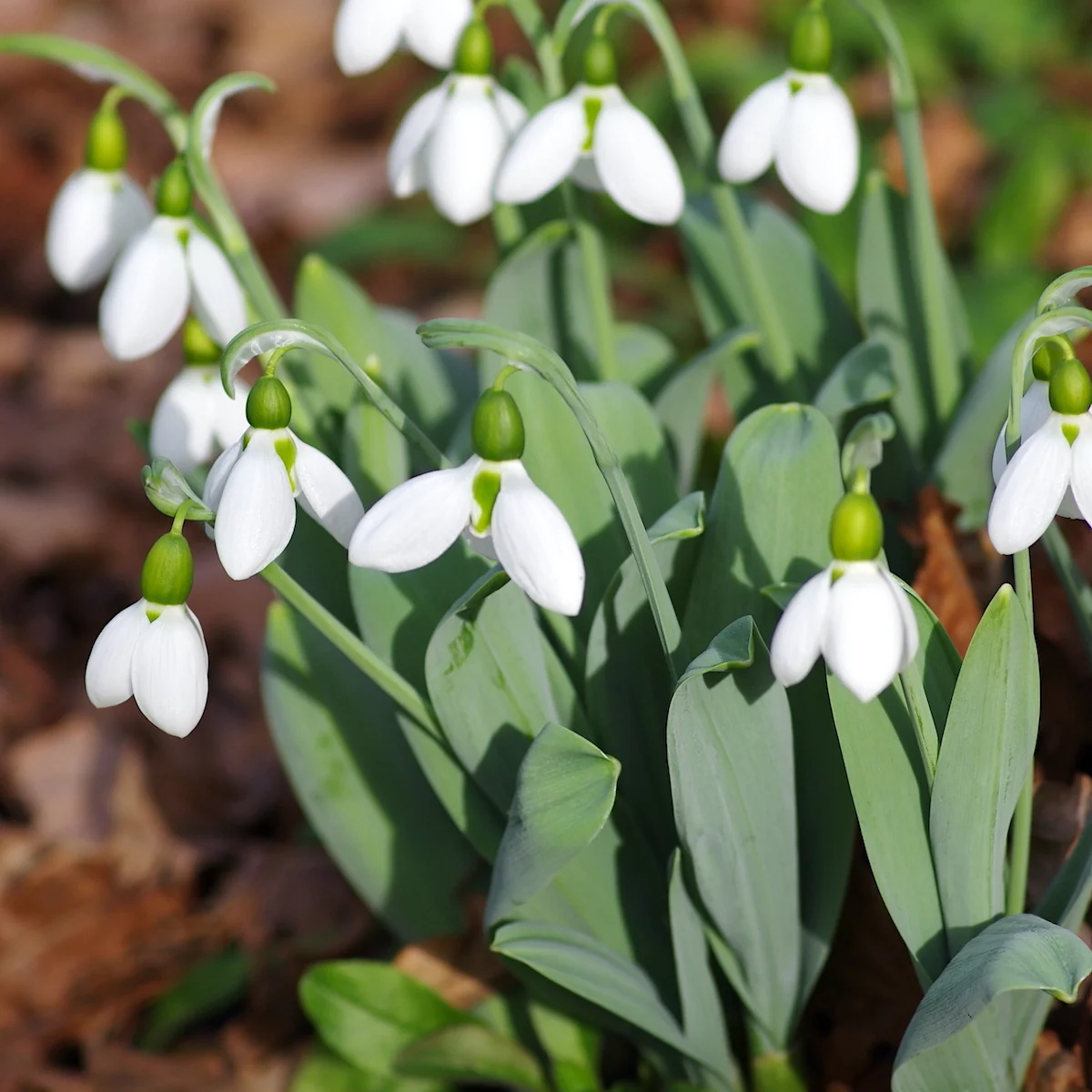 Galanthus elwesii – ghiocei cu floare mare, simbol al primaverii