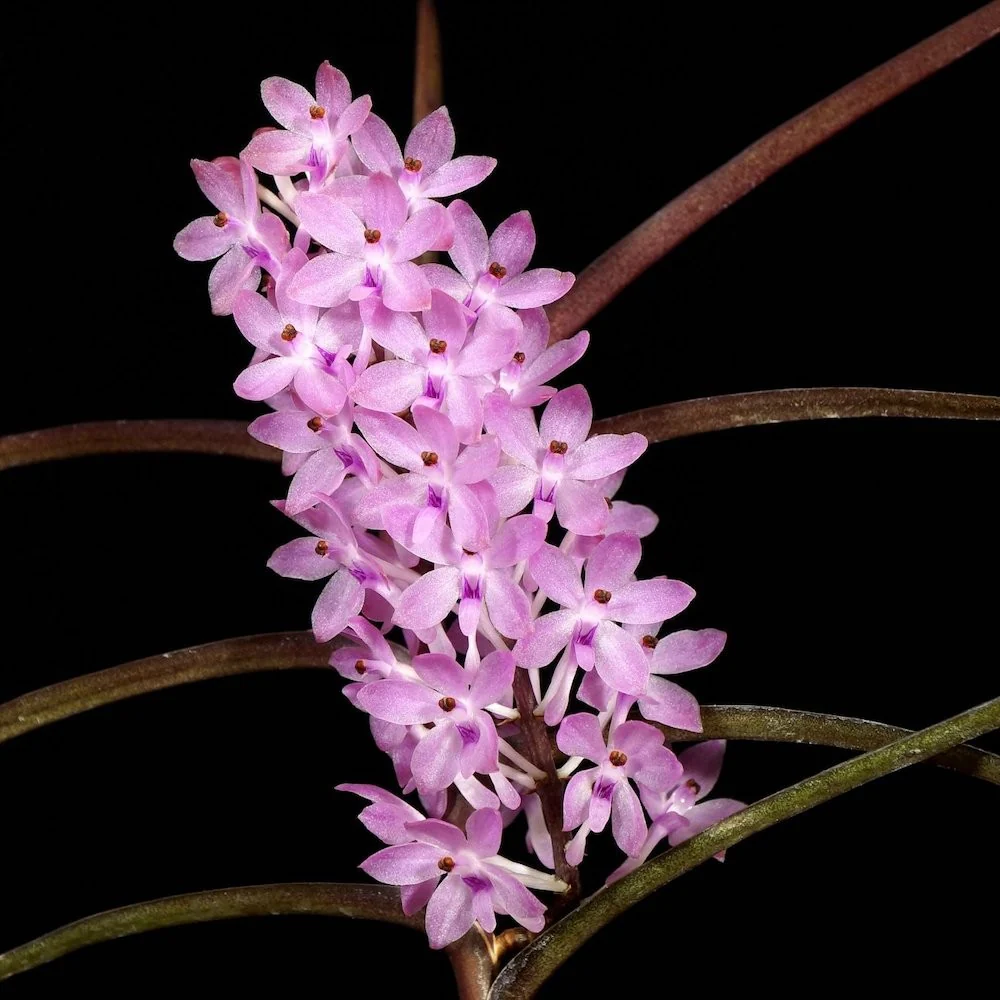 Vanda christensoniana (Ascocentrum christensonianum) – parfumata