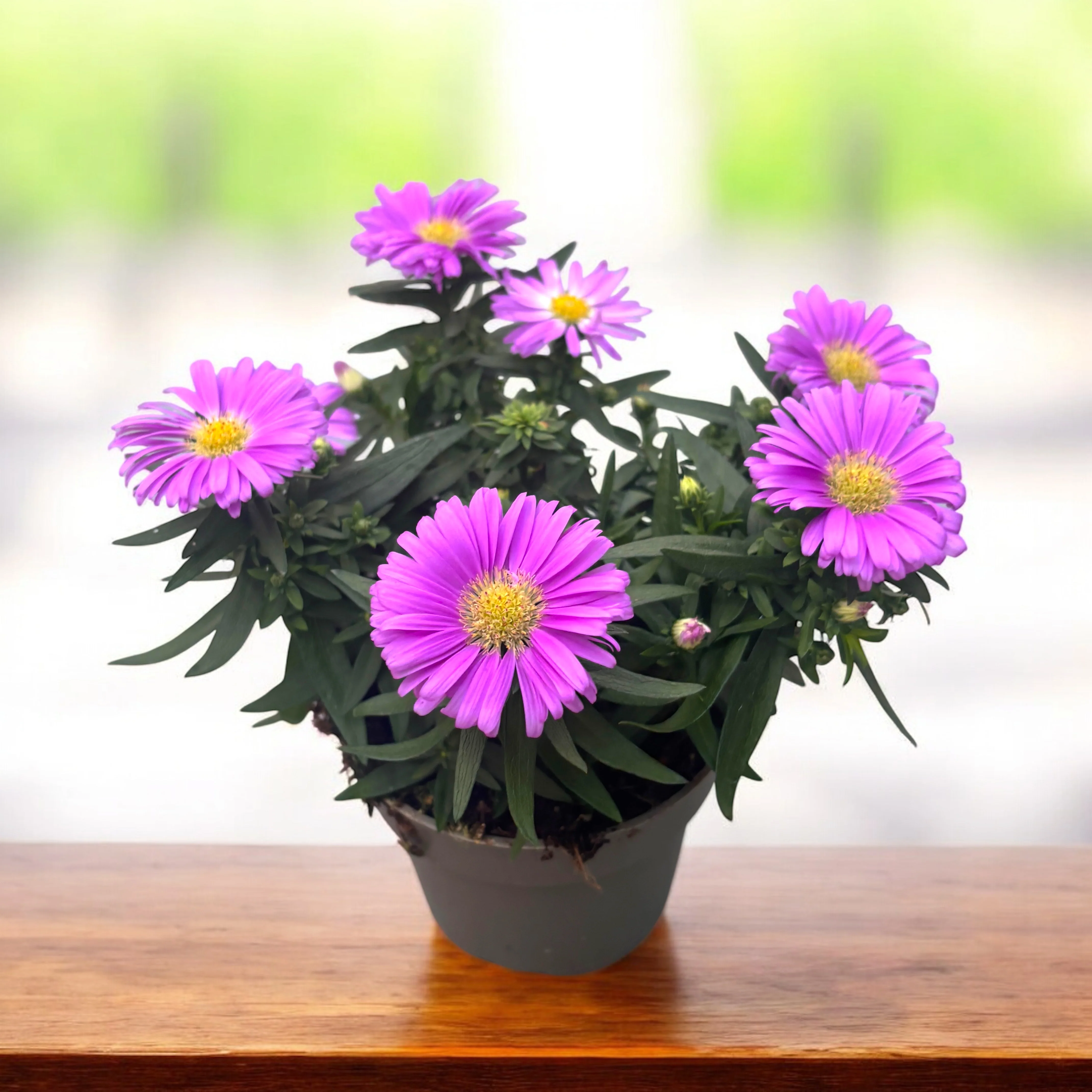 Aster dumosus Pink – Bushy Asters, aster pitic de toamna cu inflorire abundenta