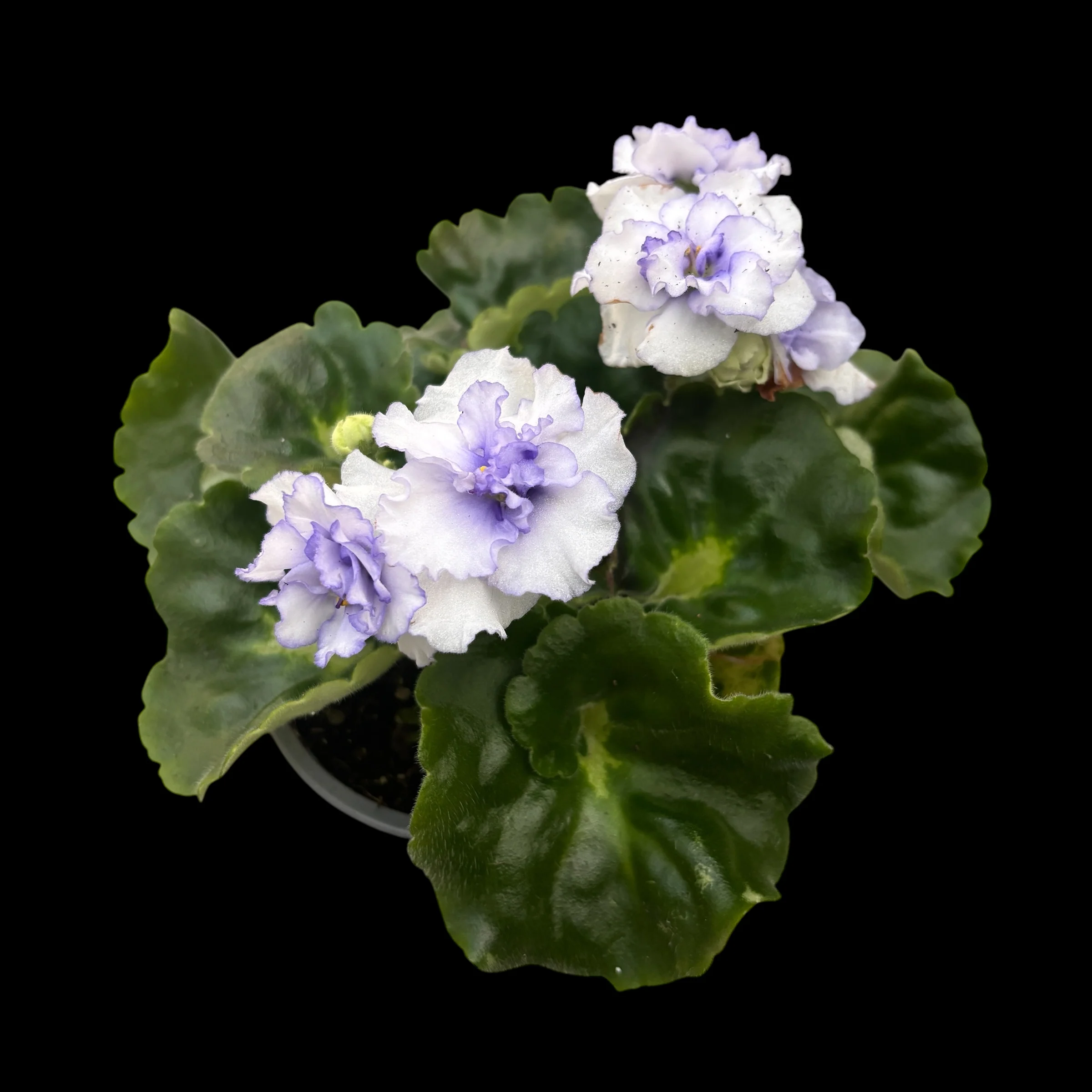 Saintpaulia Rococo Bicolor – Violete de Parma cu flori duble bicolore
