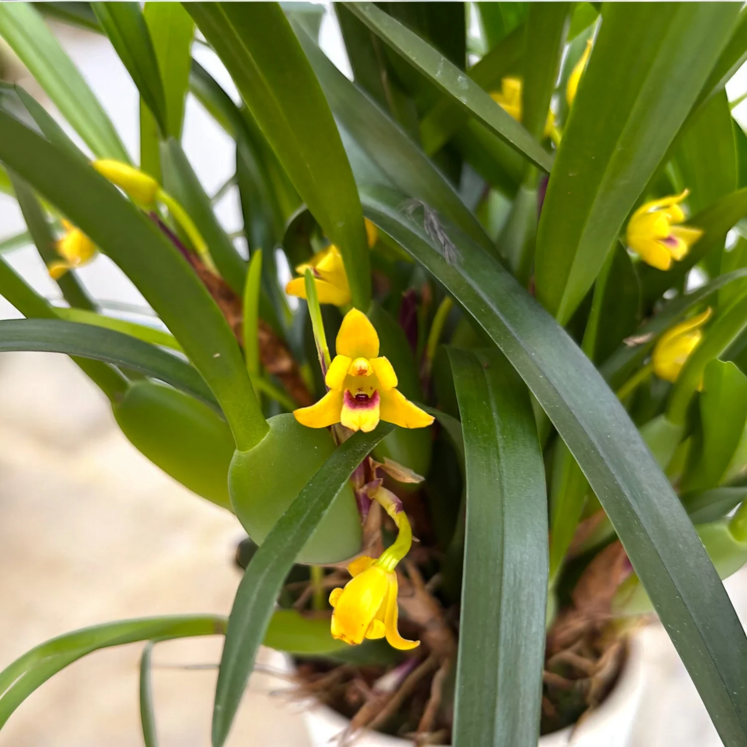 Maxillaria variabilis var. unipunctata – parfum de migdale, exemplare XL