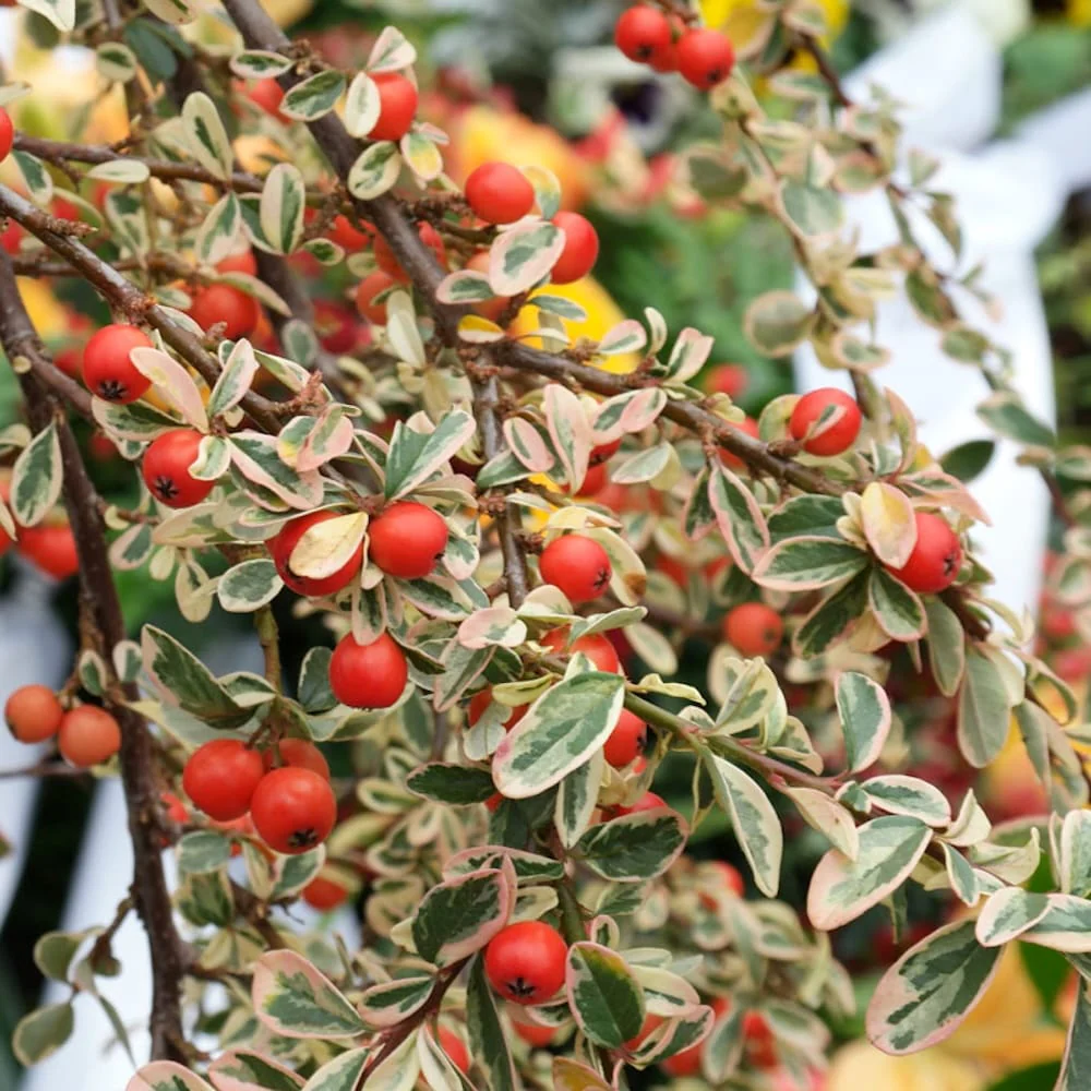 Cotoneaster suecicus 'Juliette’ (pe picior, H120 cm)