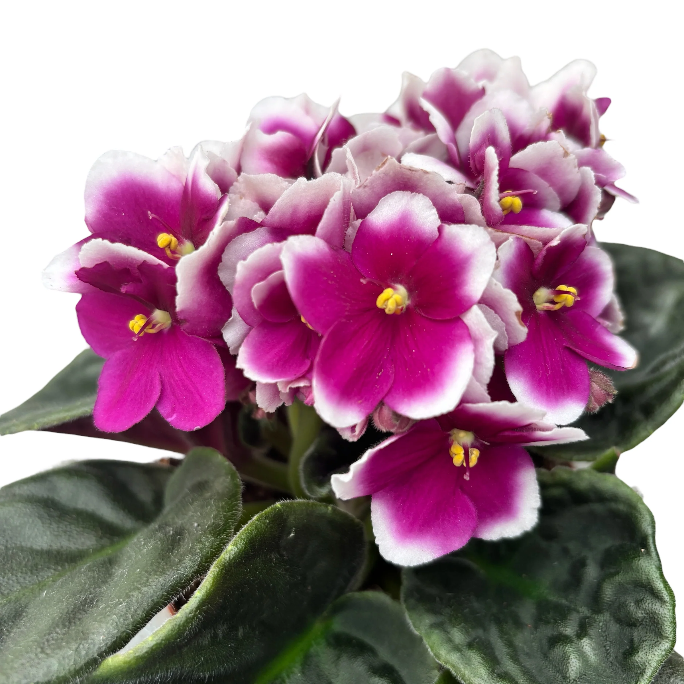 Saintpaulia Inova Spectra Flame – Violete africane bicolore