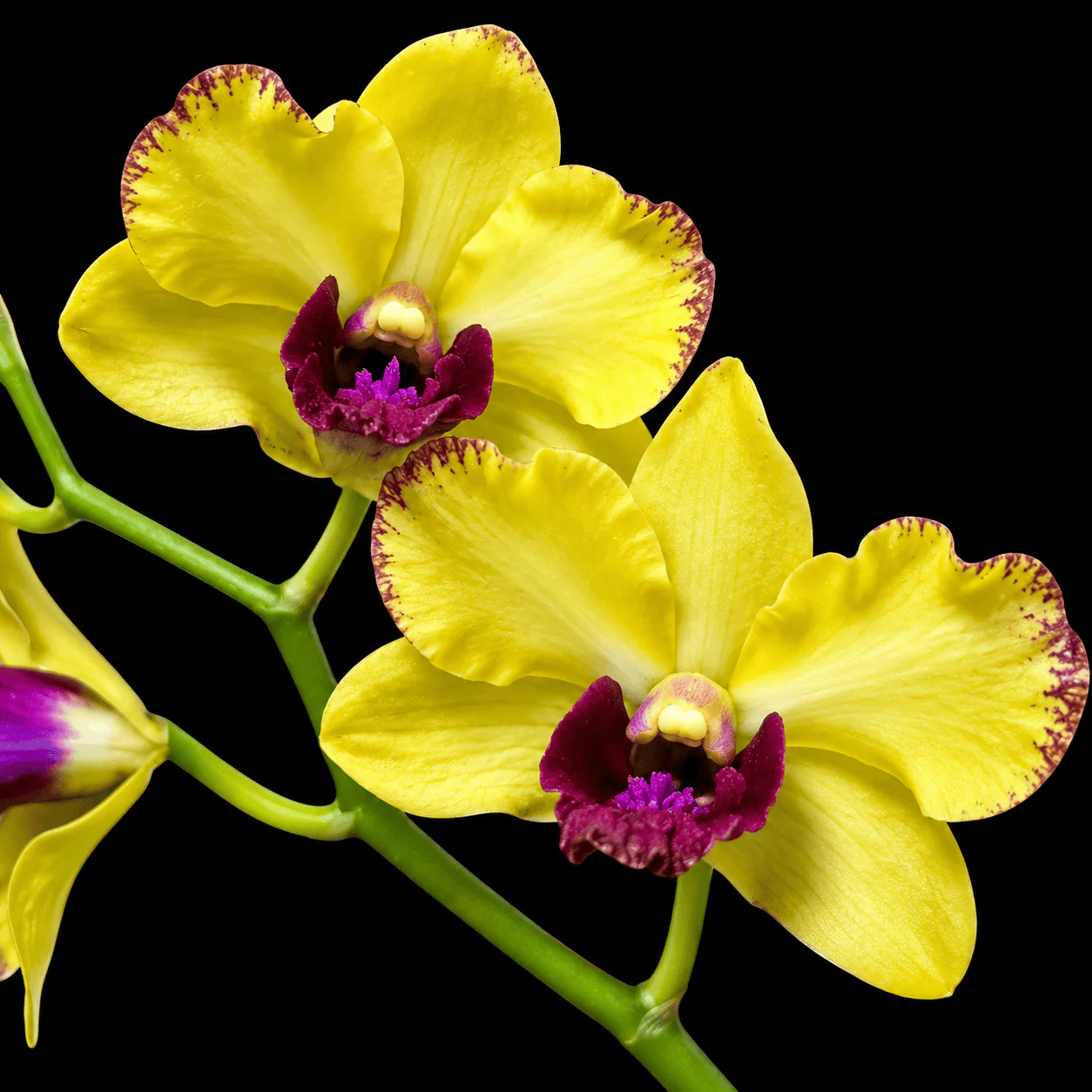 Dendrobium Ooi Peng Peng (Burana Gold × Thongchai Gold)